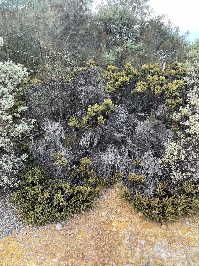 Ione Manzanita photo 3