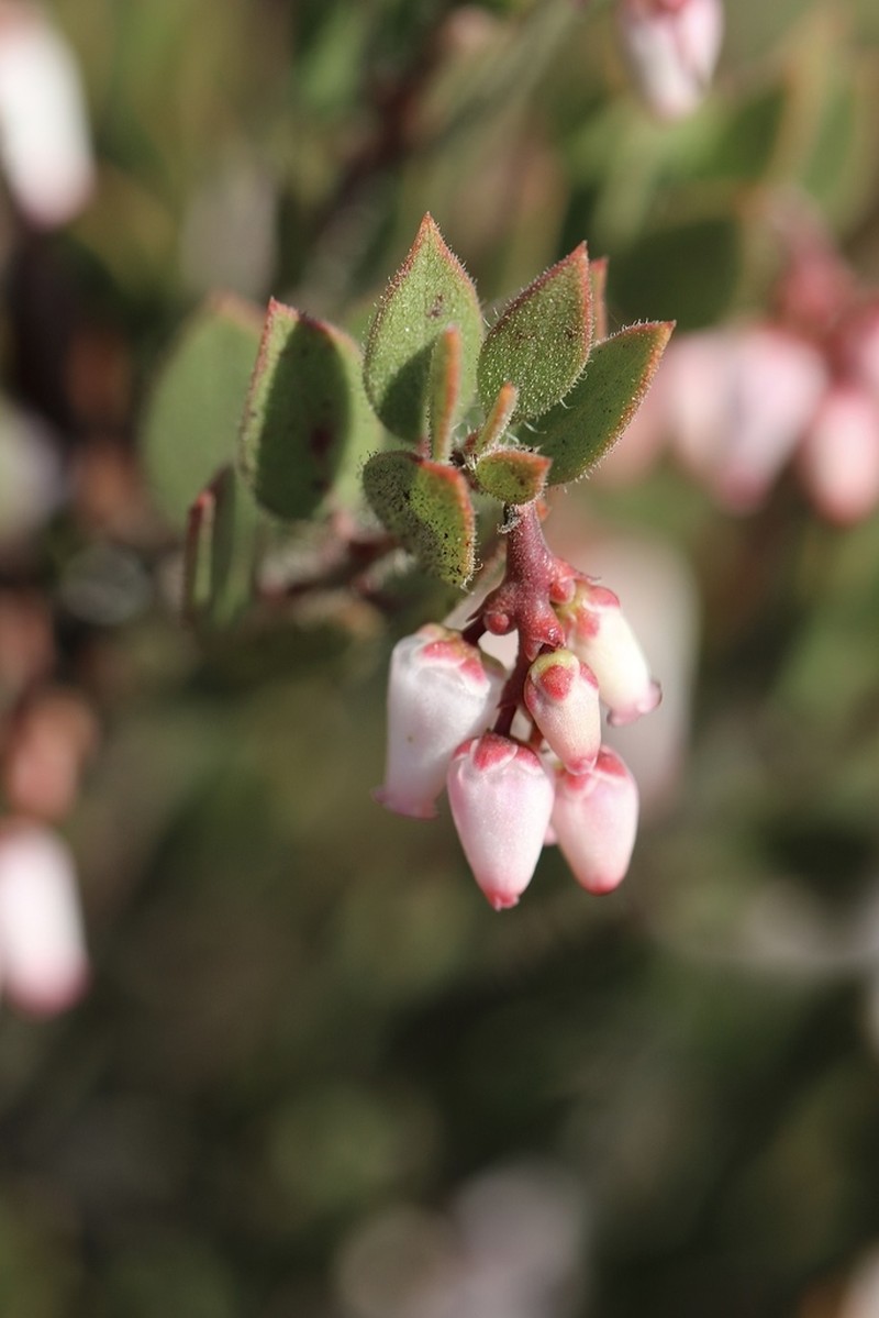 Ione Manzanita photo 4