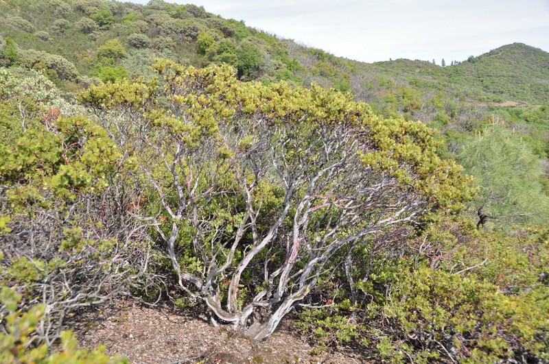 Ione Manzanita photo 5