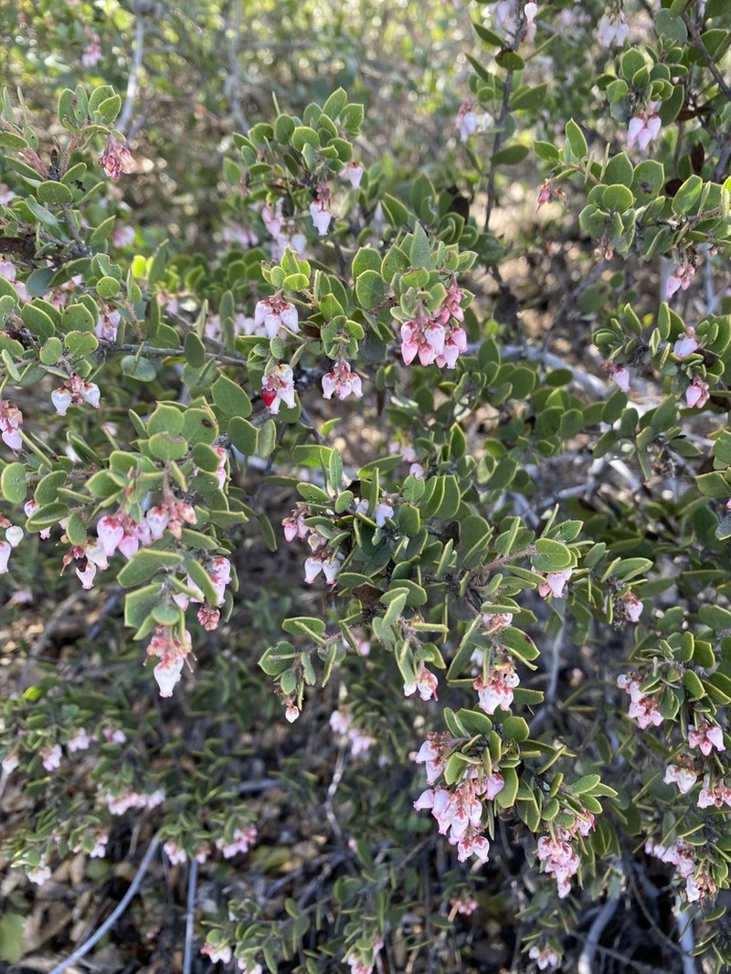 Ione Manzanita photo 6