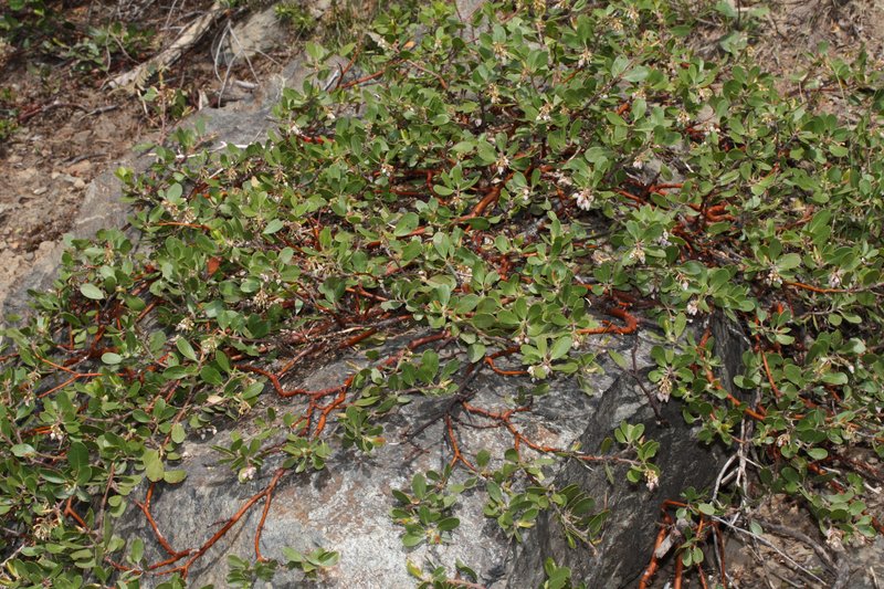 Pinemat Manzanita