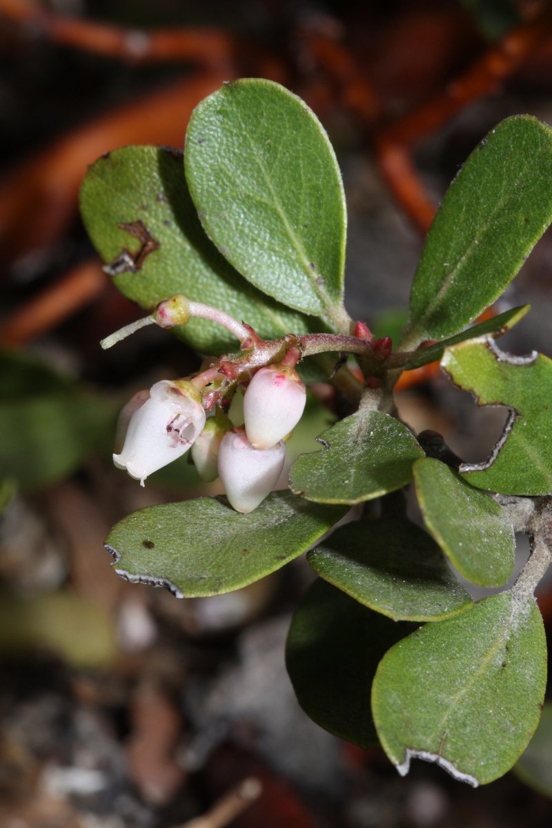 Pinemat Manzanita photo 2