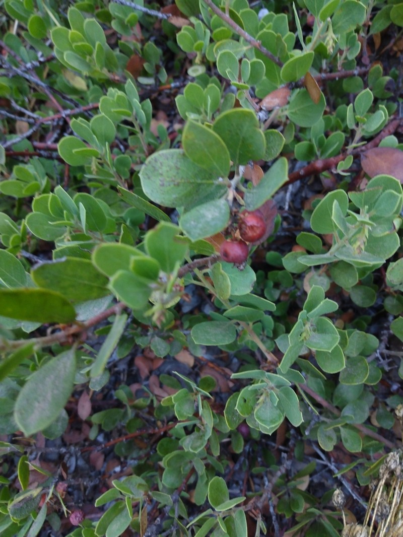 Pinemat Manzanita photo 3