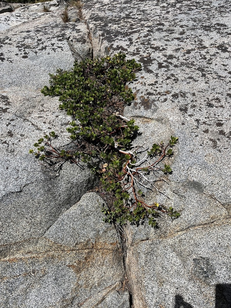 Pinemat Manzanita photo 5