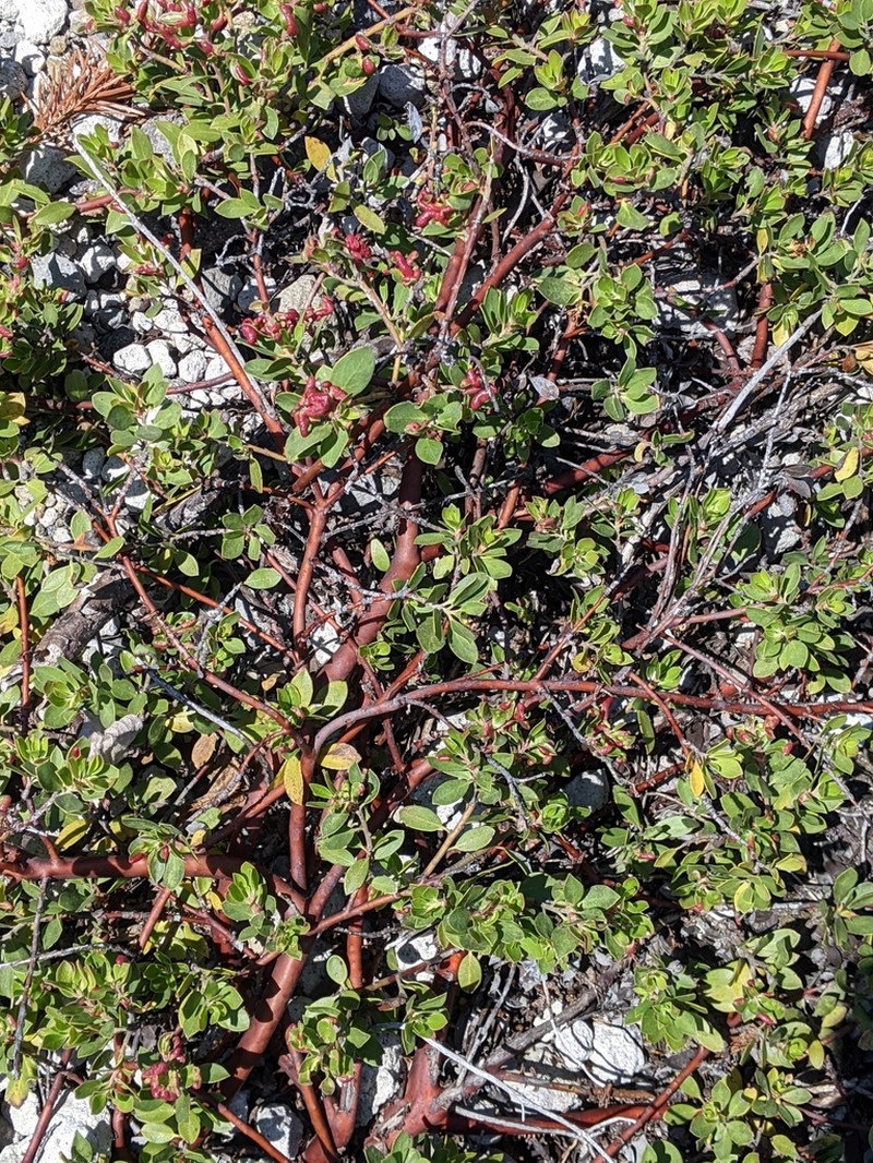 Pinemat Manzanita photo 6