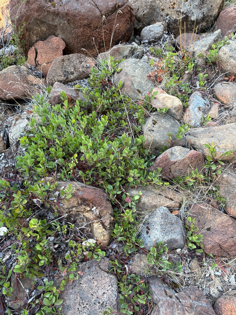 Arctostaphylos nevadensis subsp. knightii