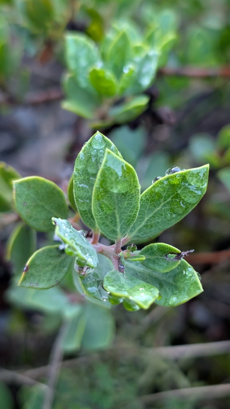 Arctostaphylos nevadensis subsp. knightii photo 2