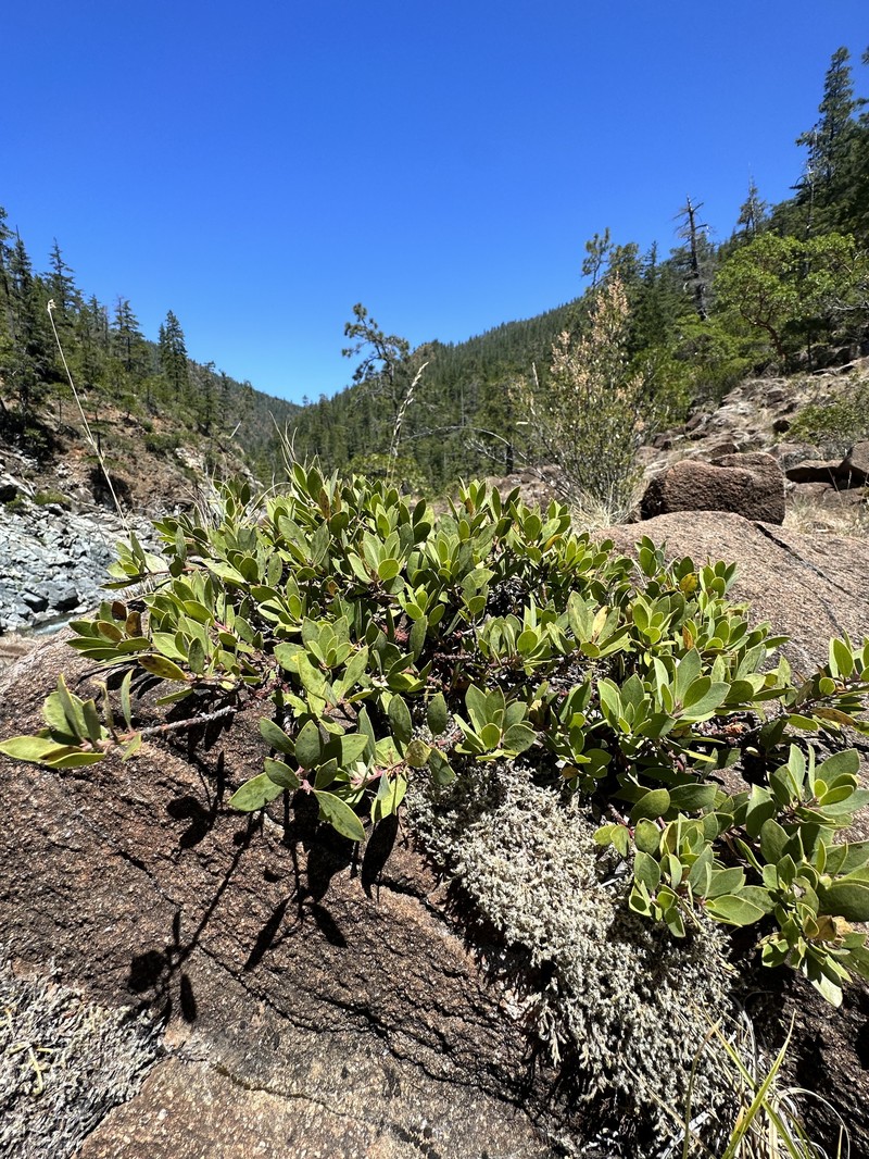 Arctostaphylos nevadensis subsp. knightii photo 3