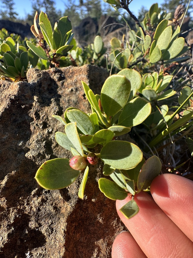 Arctostaphylos nevadensis subsp. knightii photo 4