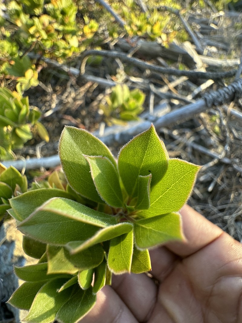 Arctostaphylos nevadensis subsp. knightii photo 5