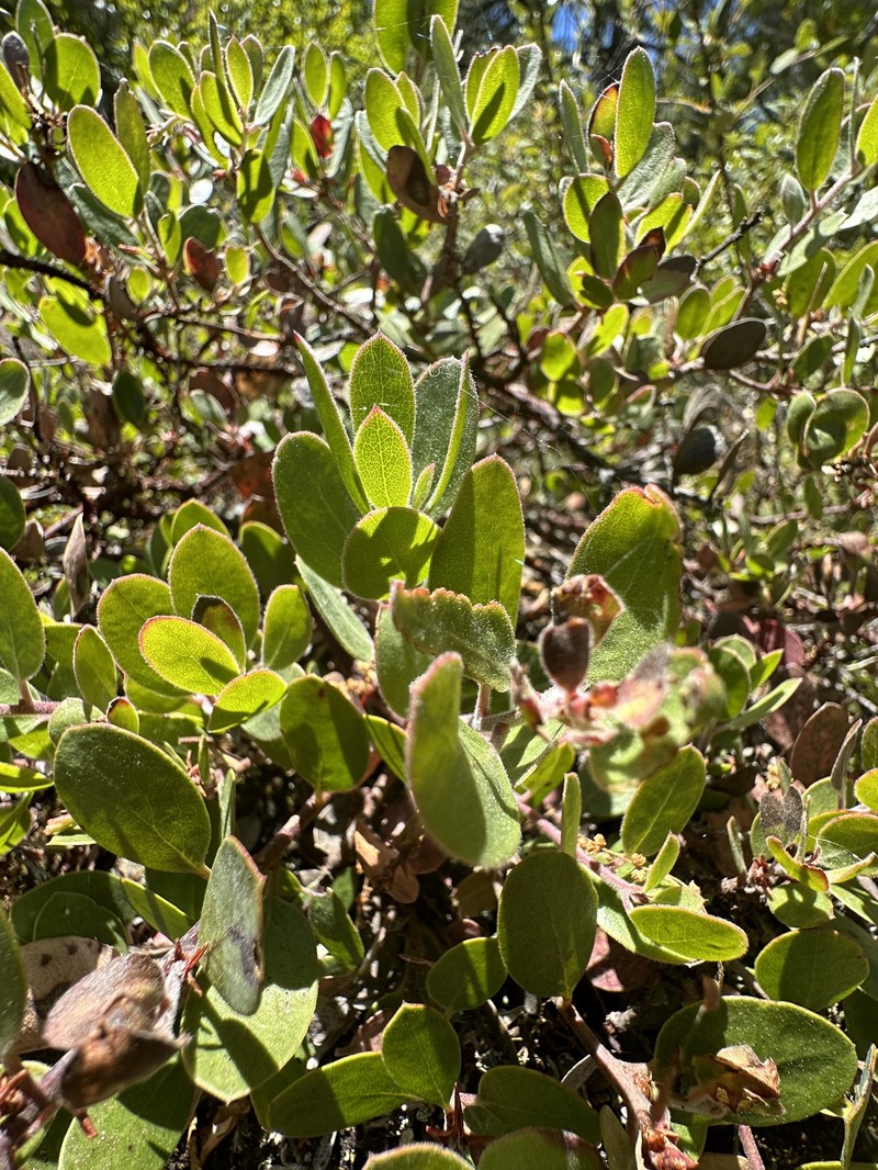 Arctostaphylos nevadensis subsp. knightii photo 6