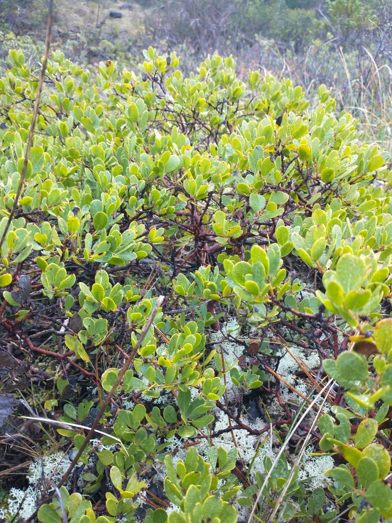 Arctostaphylos nevadensis subsp. knightii photo 7
