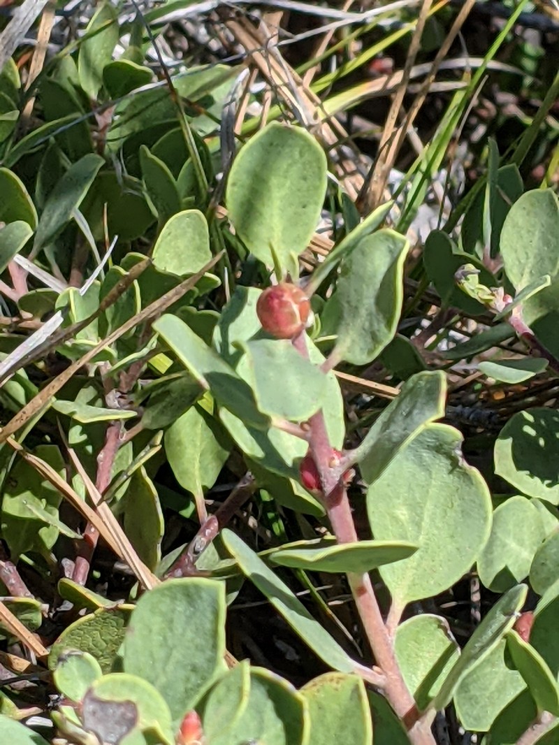 Arctostaphylos nevadensis subsp. knightii photo 8