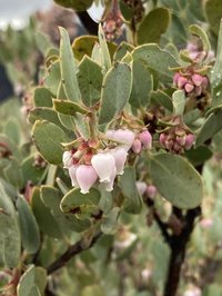 Nissenan Manzanita