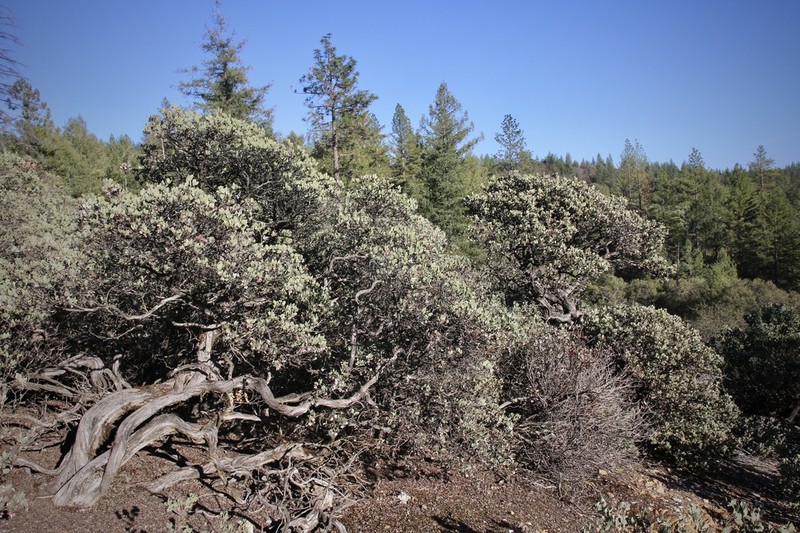 Nissenan Manzanita photo 2