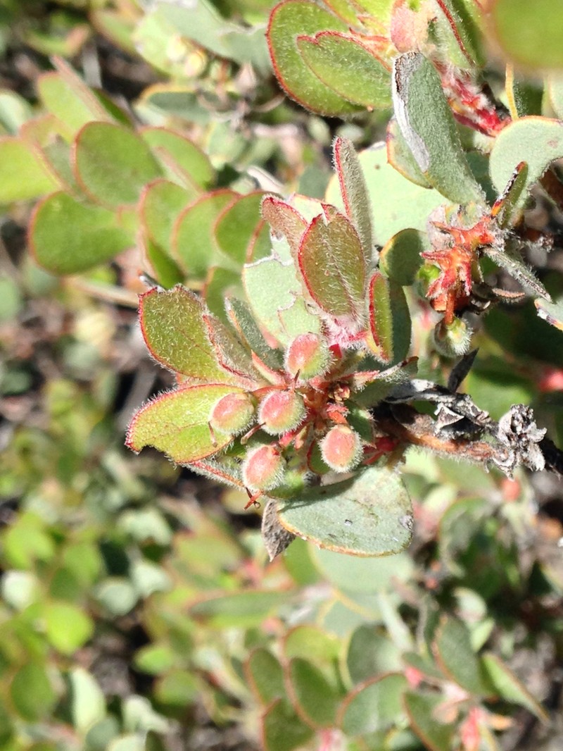 Nissenan Manzanita photo 3