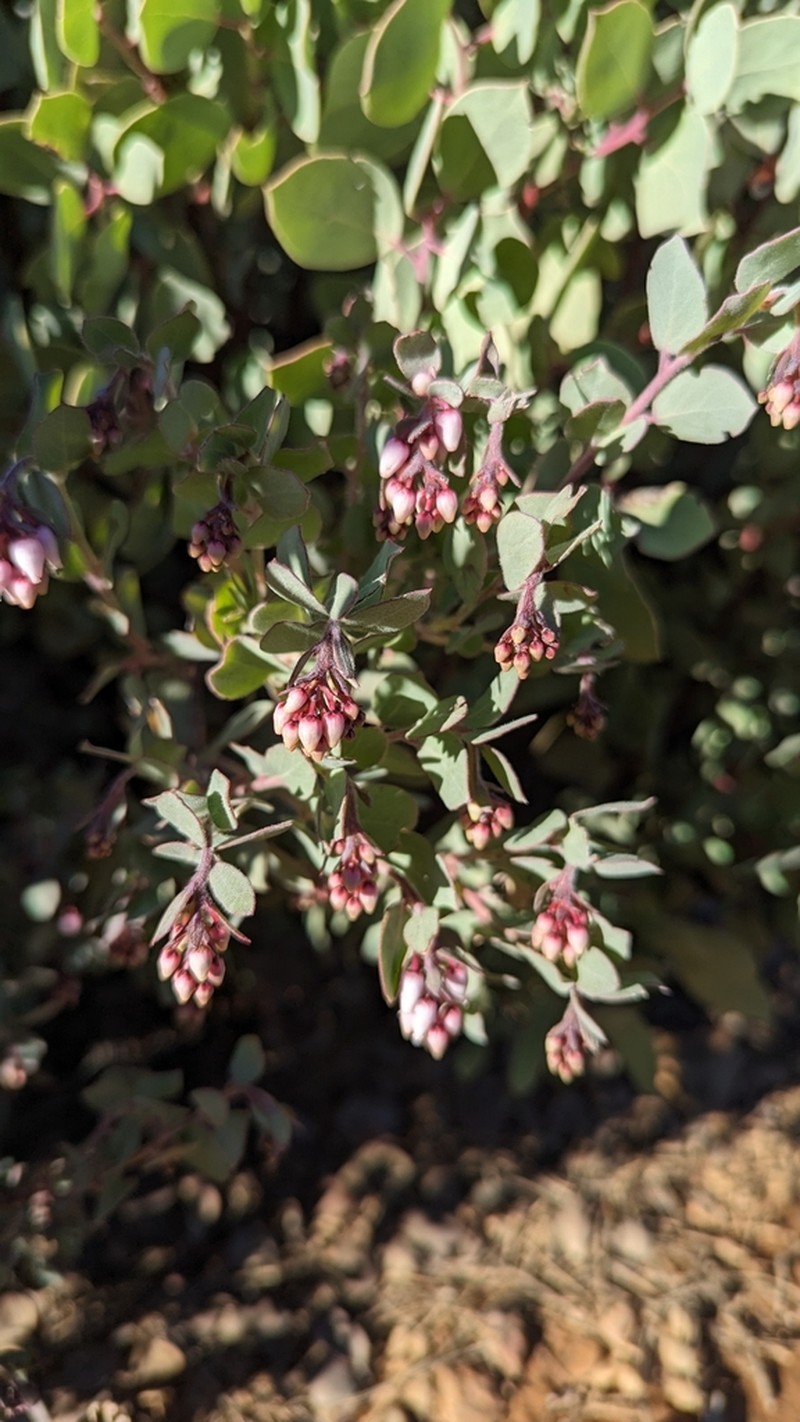 Nissenan Manzanita photo 5