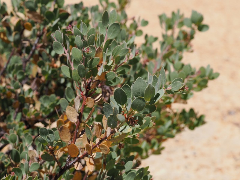 Nissenan Manzanita photo 6