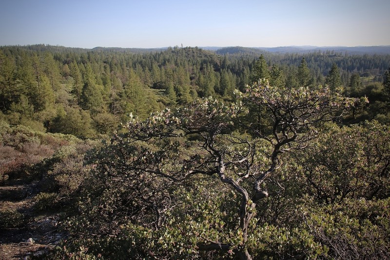 Nissenan Manzanita photo 7