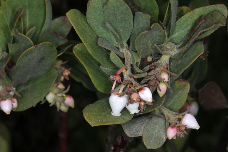 Del Norte Manzanita photo 2