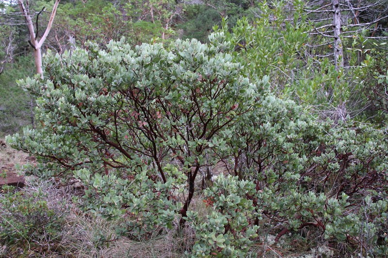 Del Norte Manzanita photo 4