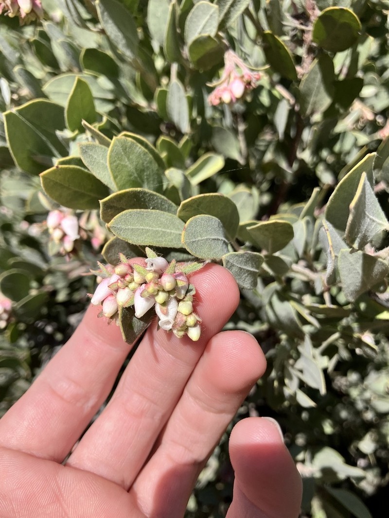 Del Norte Manzanita photo 6