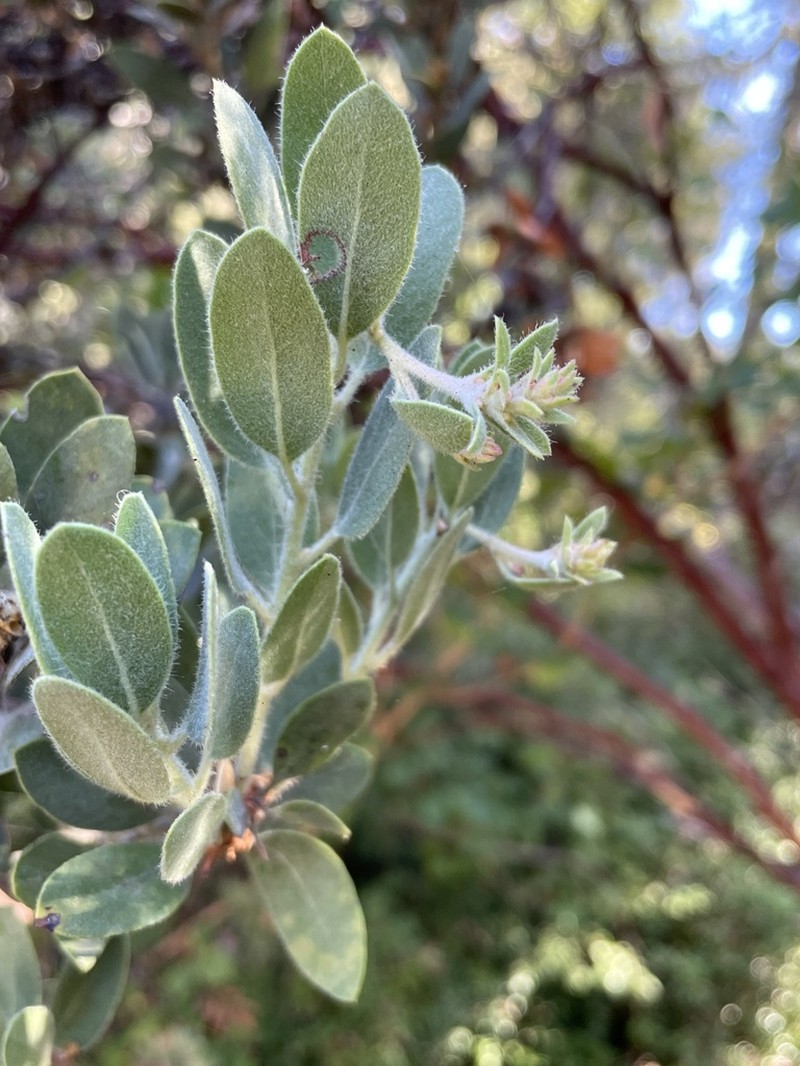 Del Norte Manzanita photo 7