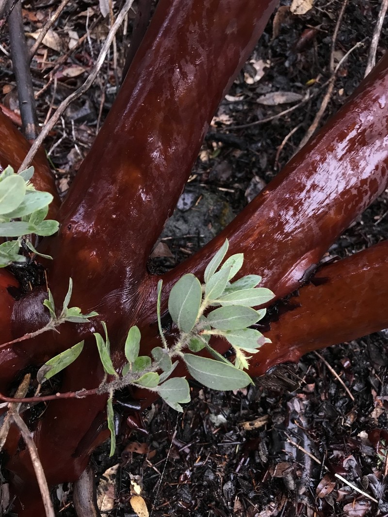 Del Norte Manzanita photo 8