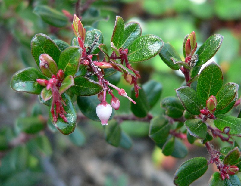 Glossyleaf Manzanita