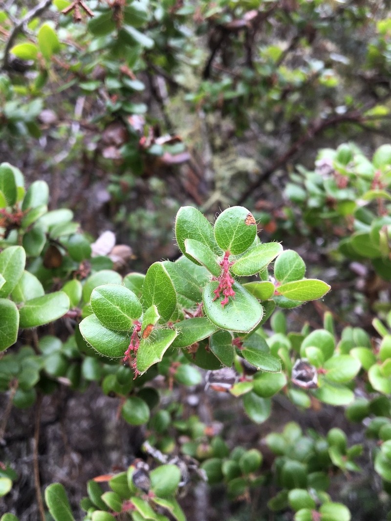 Glossyleaf Manzanita photo 3