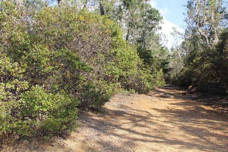 Glossyleaf Manzanita photo 4