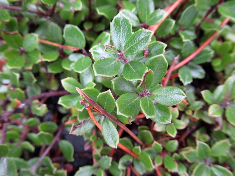 Glossyleaf Manzanita photo 5