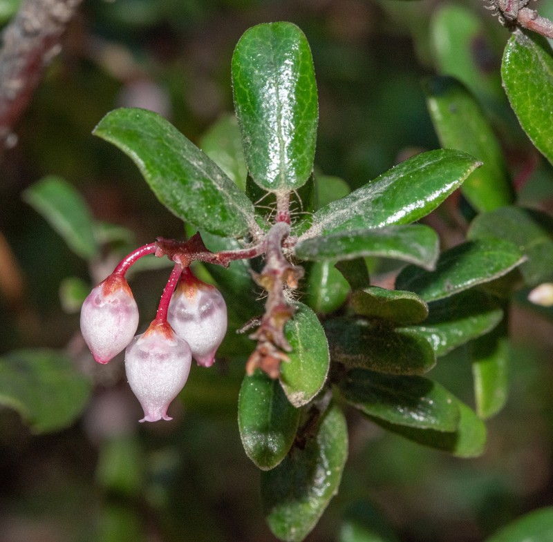 Glossyleaf Manzanita photo 6