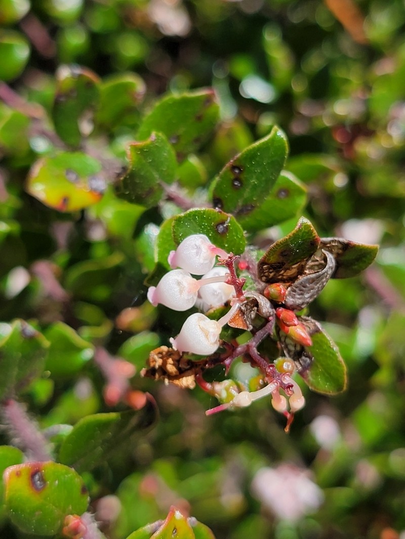 Glossyleaf Manzanita photo 7