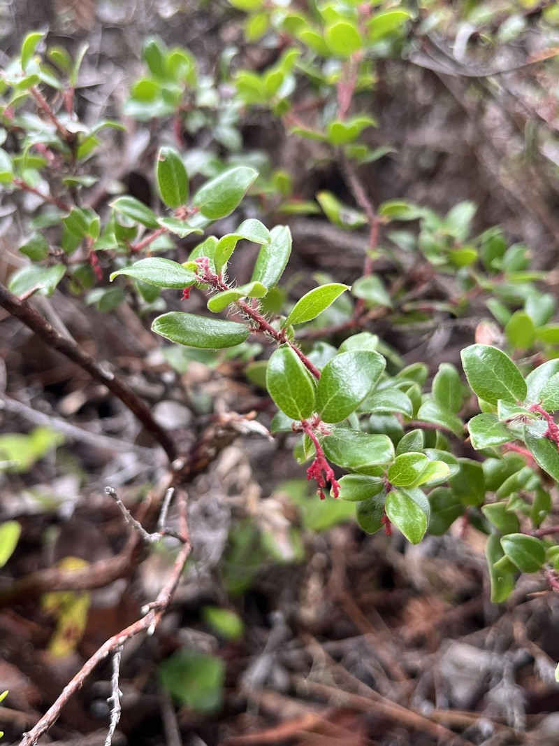 Pygmy Manzanita