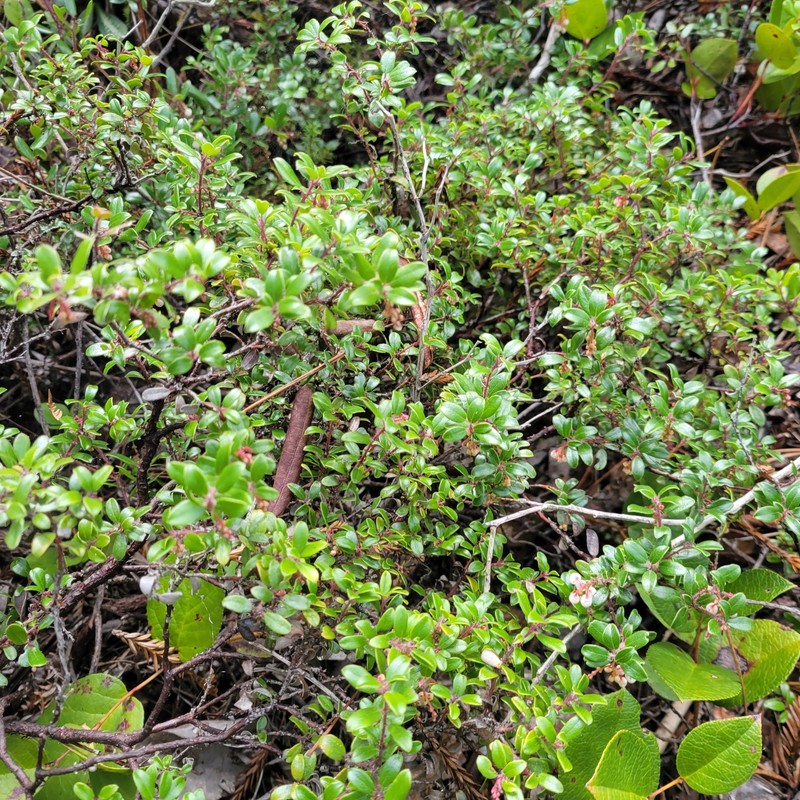Pygmy Manzanita photo 2