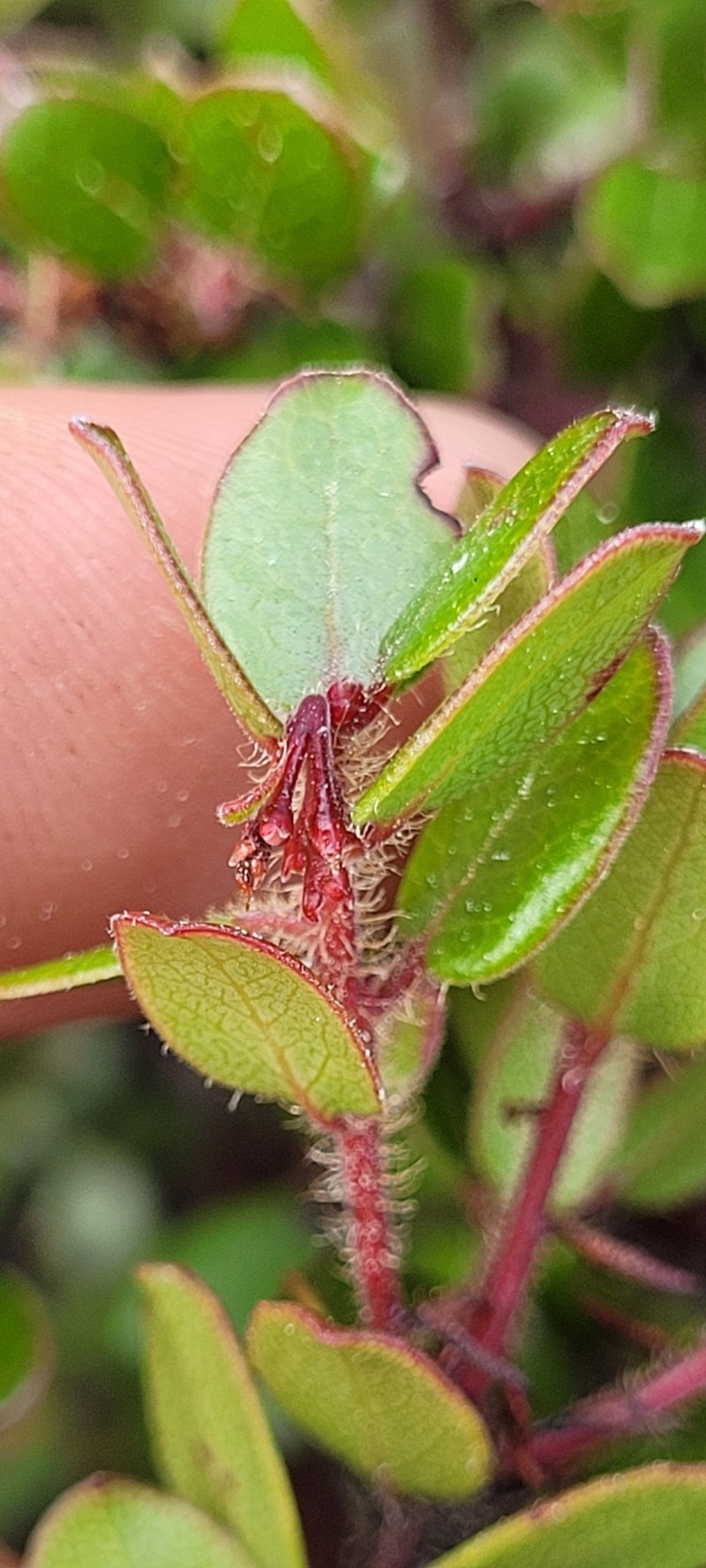 Pygmy Manzanita photo 3