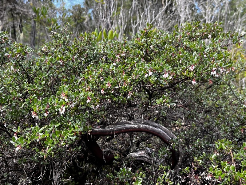 Pygmy Manzanita photo 4