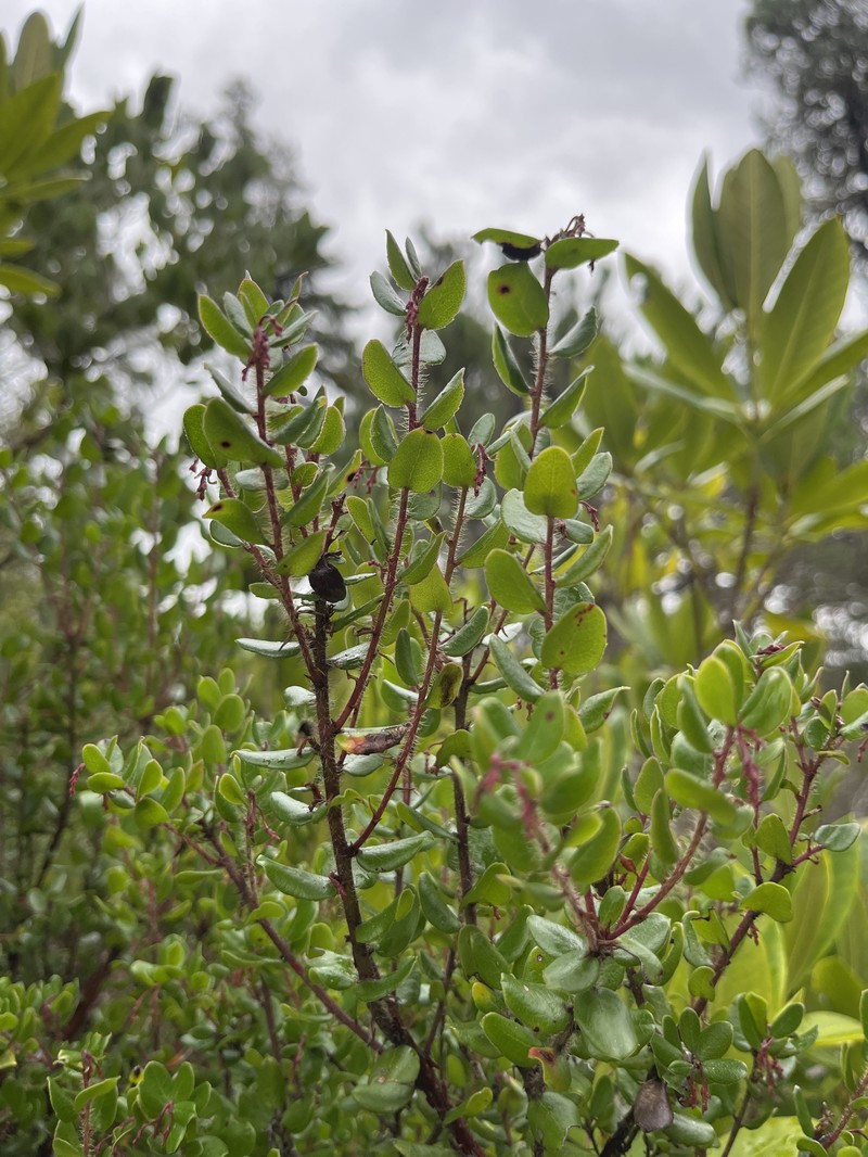 Pygmy Manzanita photo 6