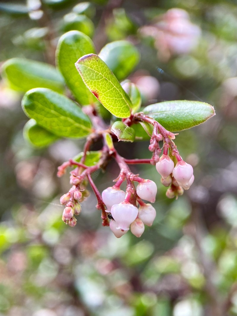 Pygmy Manzanita photo 7