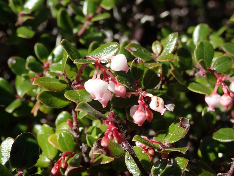 Pygmy Manzanita photo 8