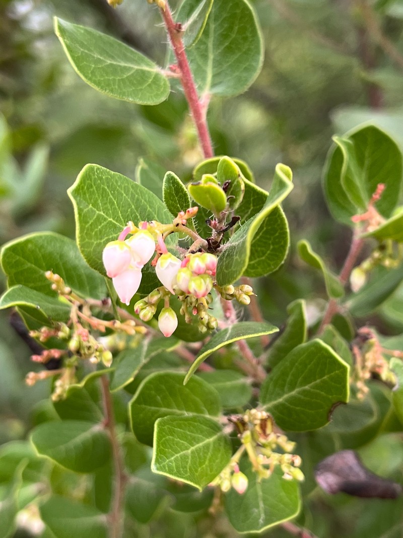 Arctostaphylos nummularia subsp. nummularia