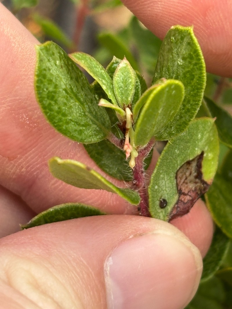 Arctostaphylos nummularia subsp. nummularia photo 2