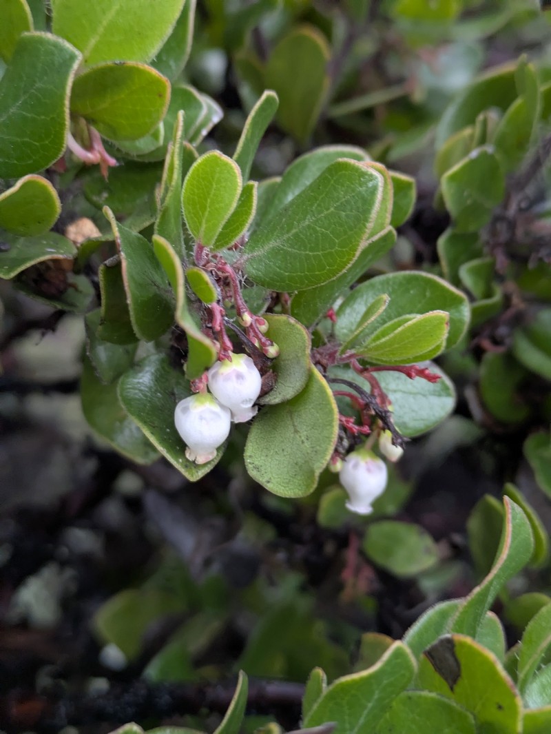 Arctostaphylos nummularia subsp. nummularia photo 3