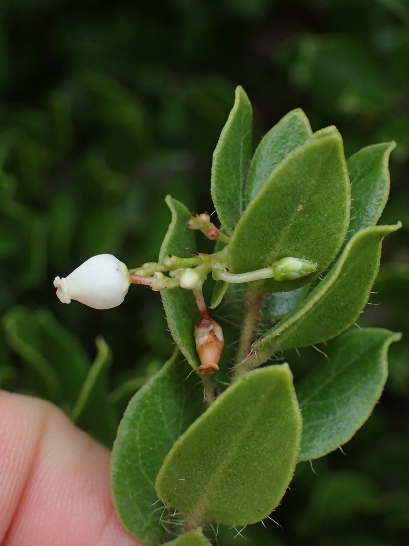 Arctostaphylos nummularia subsp. nummularia photo 4