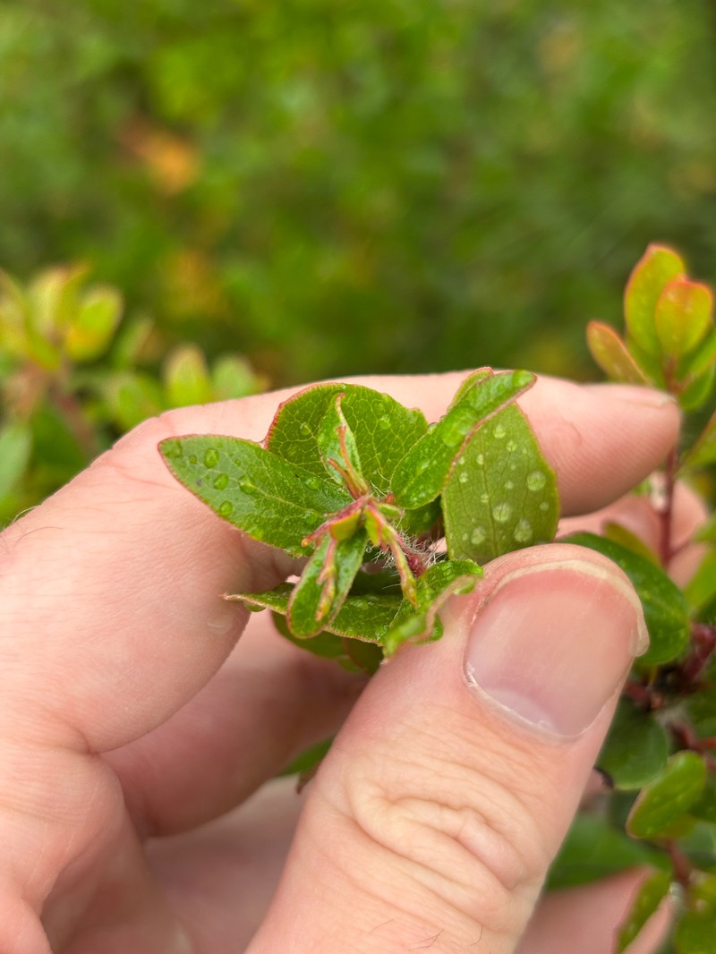 Arctostaphylos nummularia subsp. nummularia photo 5