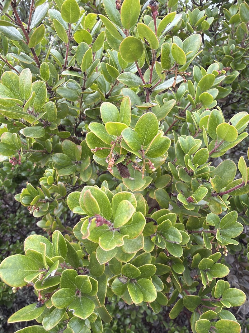 Arctostaphylos nummularia subsp. nummularia photo 6
