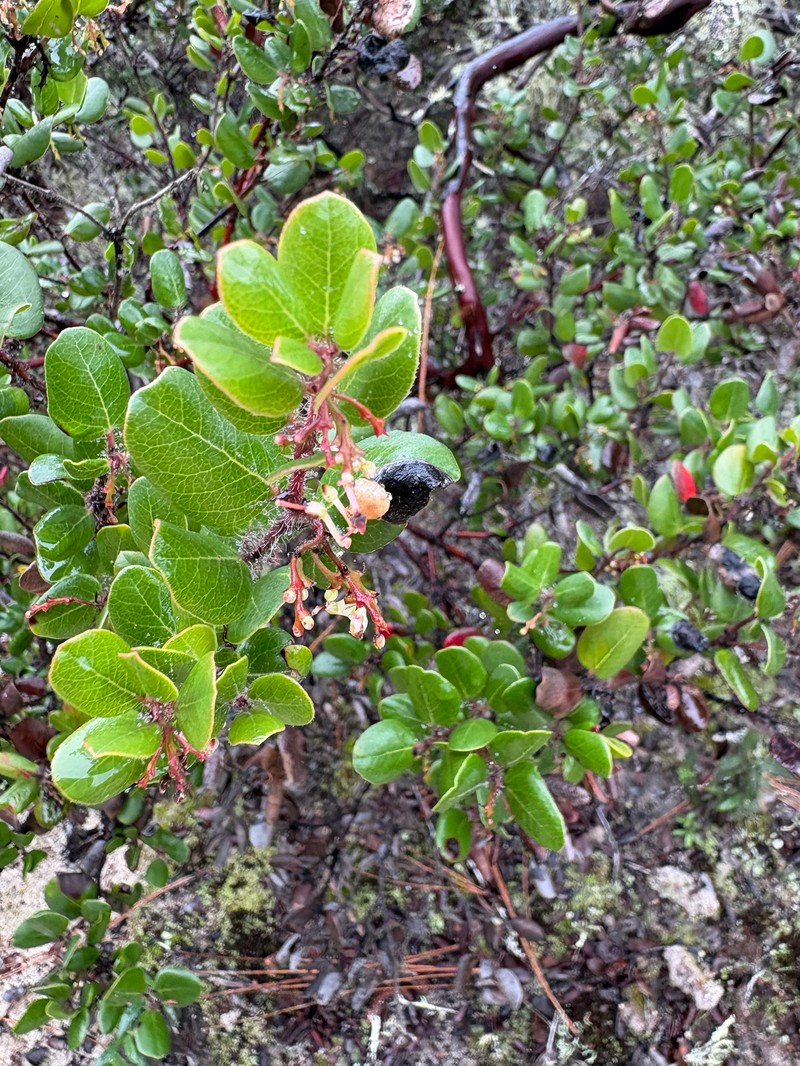 Arctostaphylos nummularia subsp. nummularia photo 7
