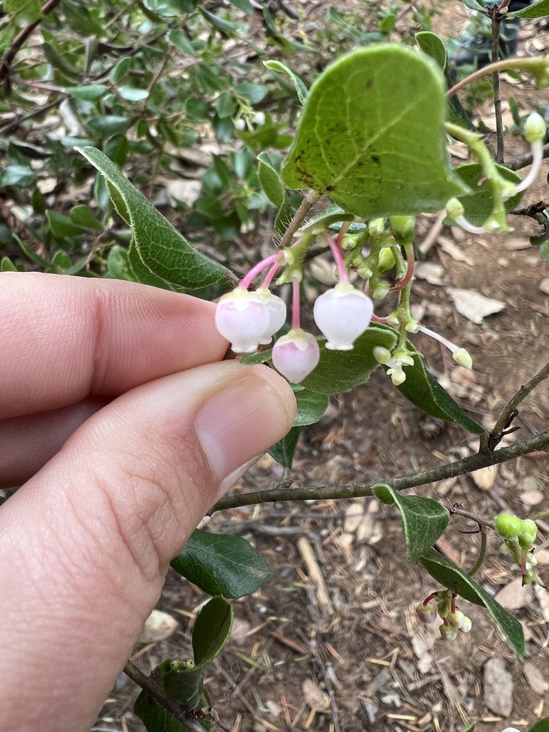 Arctostaphylos nummularia subsp. nummularia photo 8