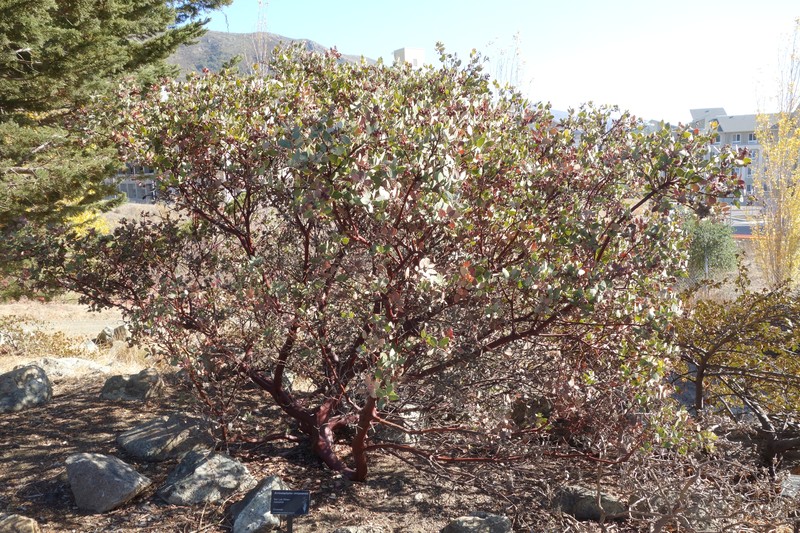 Serpentine Manzanita